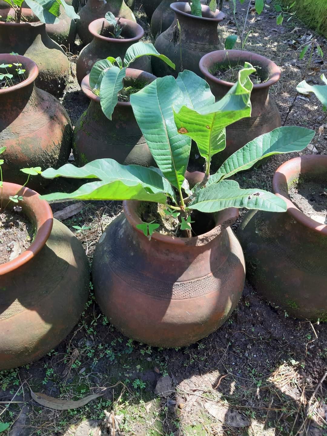 shea seedlings