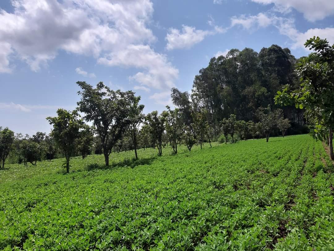 shea trees Ngetta ZARDI