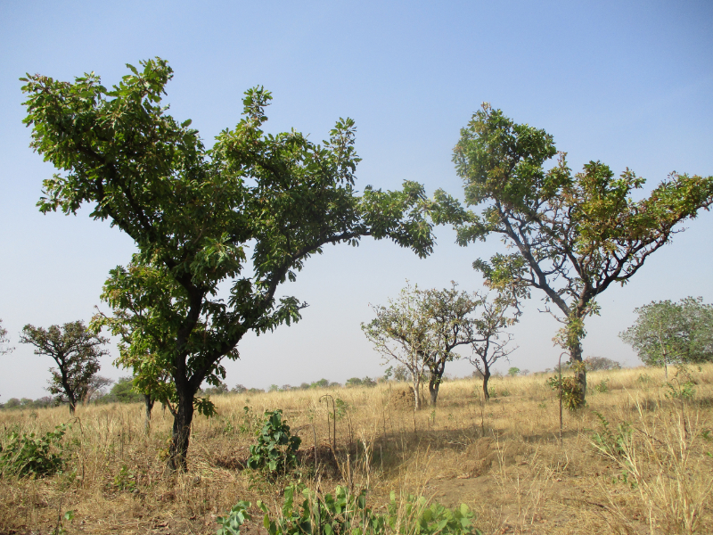 The Shea trees