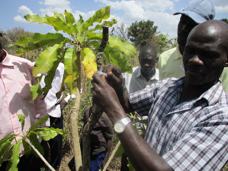 Planting the Shea trees